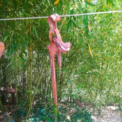 Aixades de pagès[13]