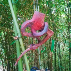 Aixades de pagès[18]