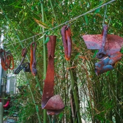 Aixades de pagès[19]